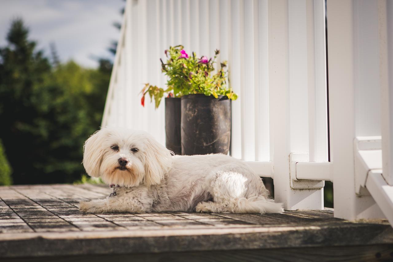 Abbie'S Garden Bed & Breakfast Grand Bank Bagian luar foto